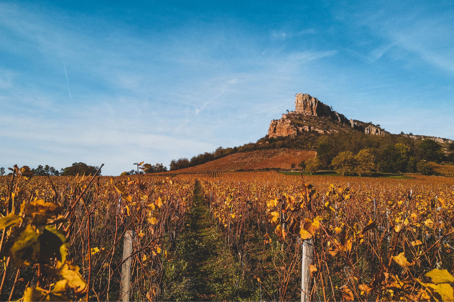 Le Terroir de Bourgogne : L'Essence des Grands Vins