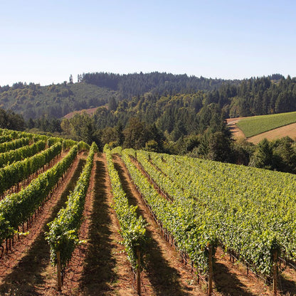 Cuvée Grand Cru Jour